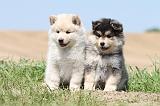 CHIEN FINNOIS DE LAPONIE 568